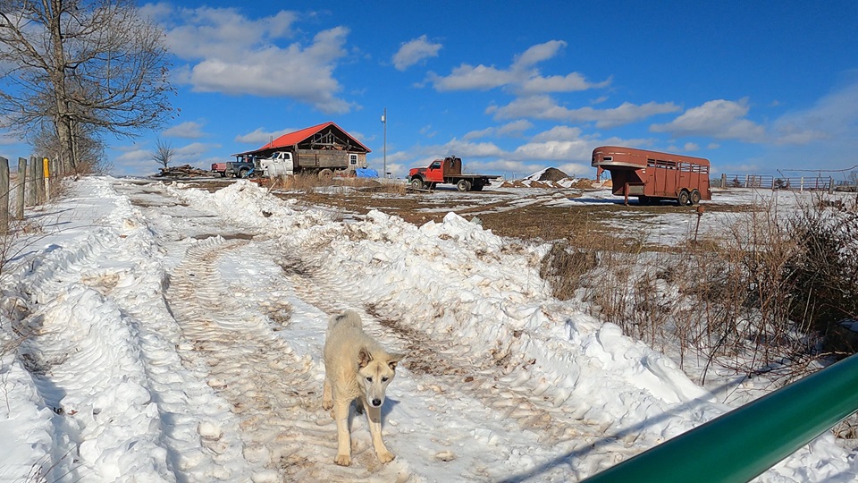 White and tan husky-shepherd mix walking on a snowy farm path near a cabin and red truck under a bright blue sky.